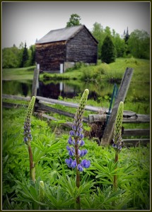 farm, pic