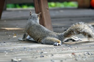 Join your backyard neighbors for an invigorating outdoor stretch.