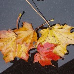 autumn leaves, pic