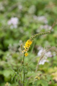 Common ragweed.