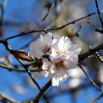 spring flower, pic