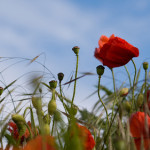 windy poppies, pic