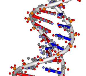 Is your ability to try new foods genetic?