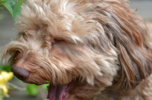 Yawn mimic.