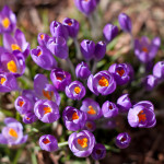 purple spring flowers, pic