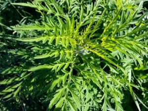 Fall allergy enemy #1: ragweed.