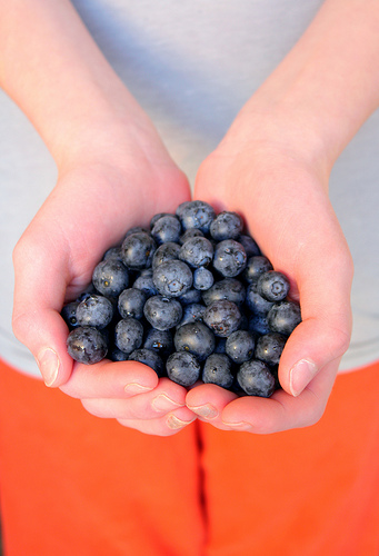 blueberries, photo