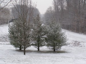 snowy tree cluster