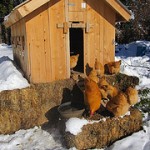 Free-range chickens come and go as they please.