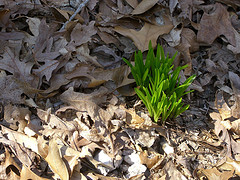 first sprout of spring, pic