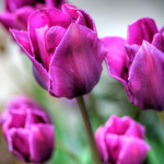 tulips, pic