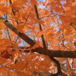 fall-tree-pic