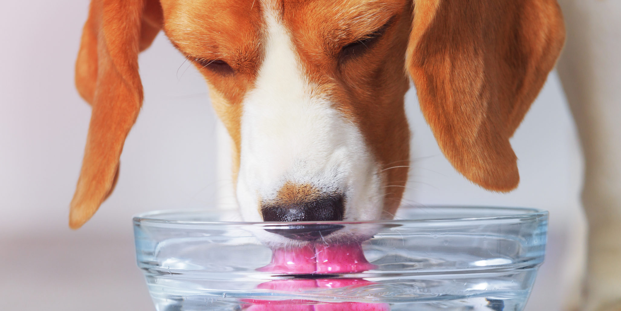 Drinking animals. Собака пьет воду из миски. Собака лакает. Питьё для собак. Собака лакает воду.